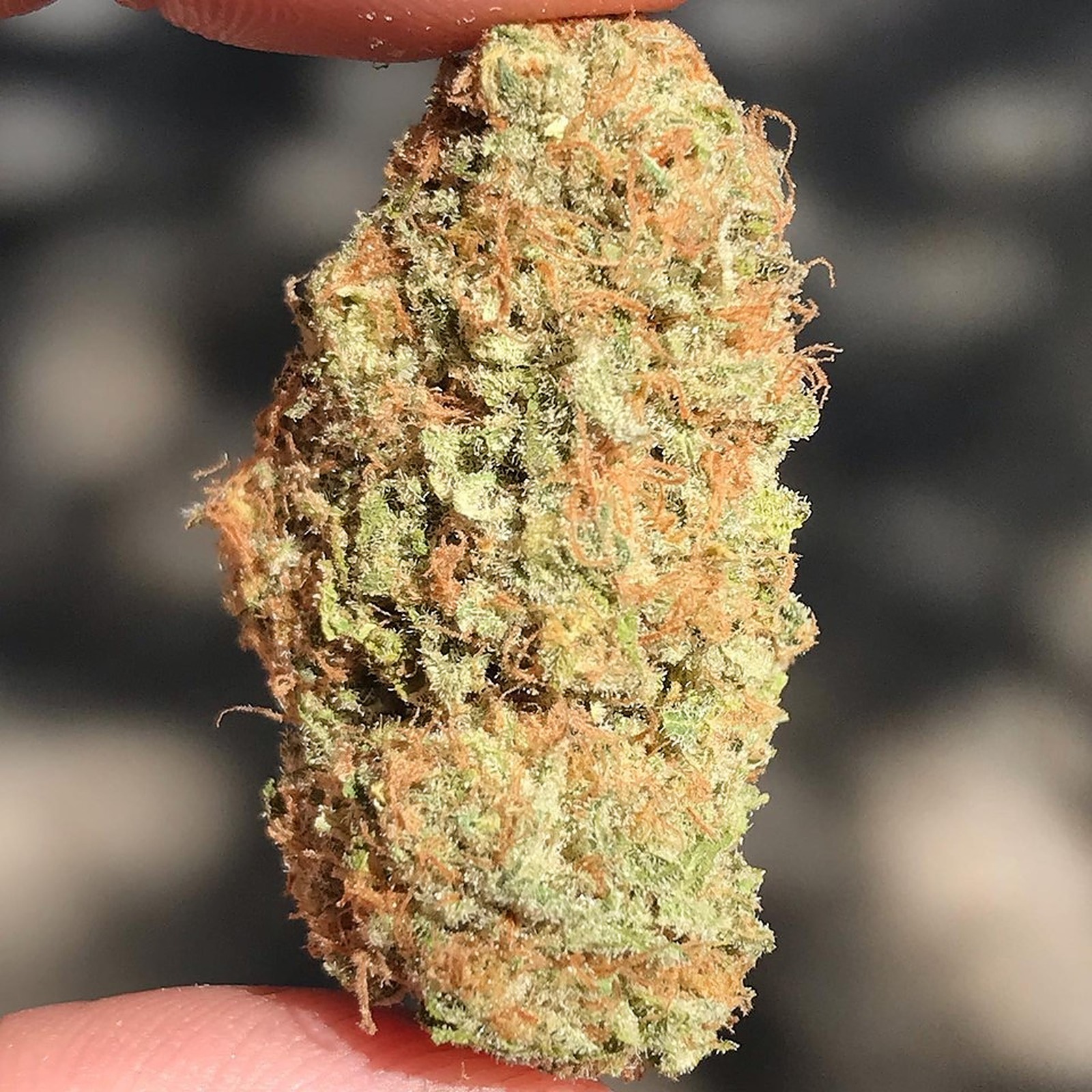 Cinderella 99 Leafly